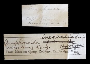 Media type: image;   Invertebrate Zoology OPH-1511 Description: Handwritten labels for this specimen included in the specimen tray.;  Aspect: labels